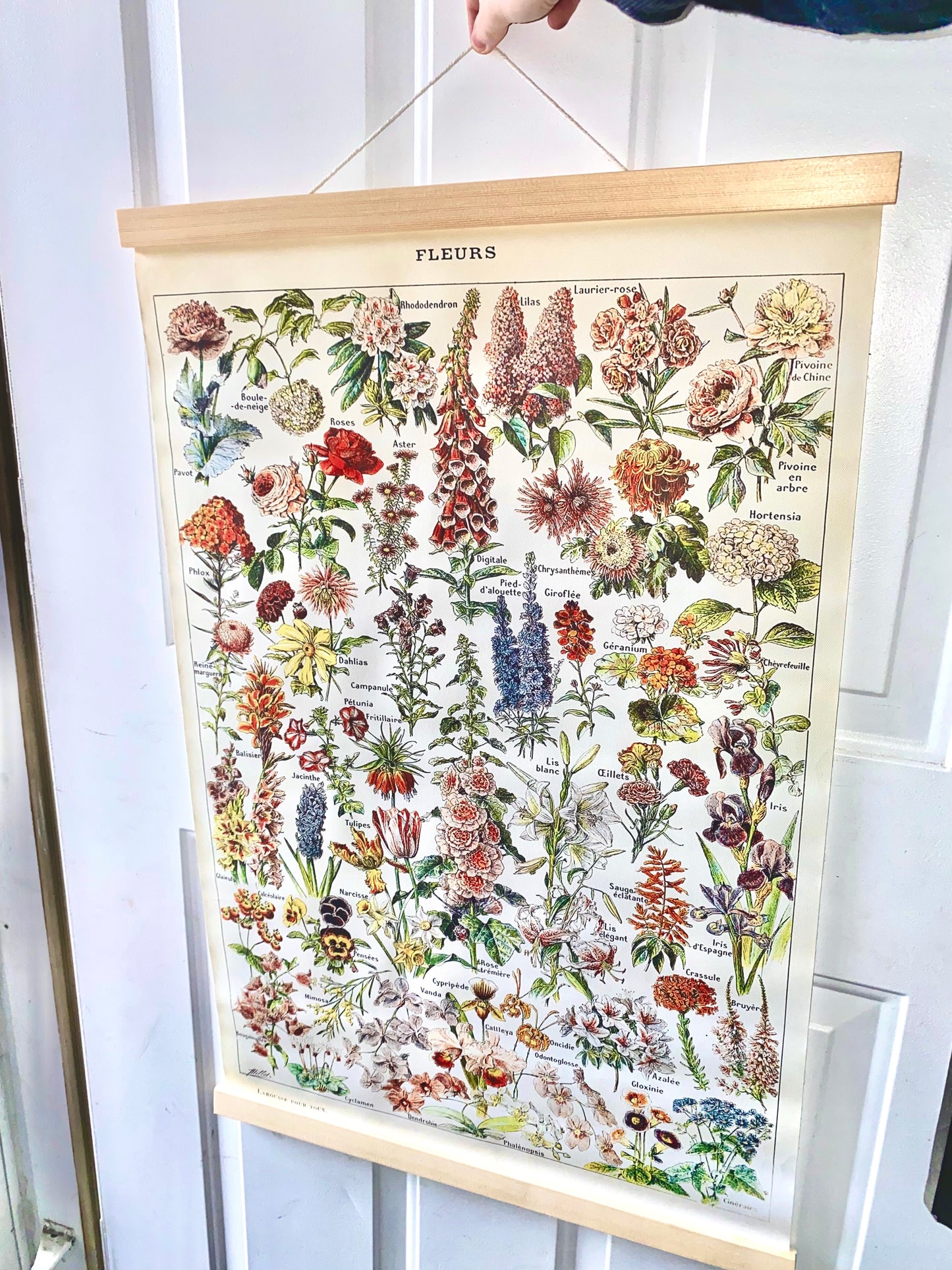 XL Flower Poster