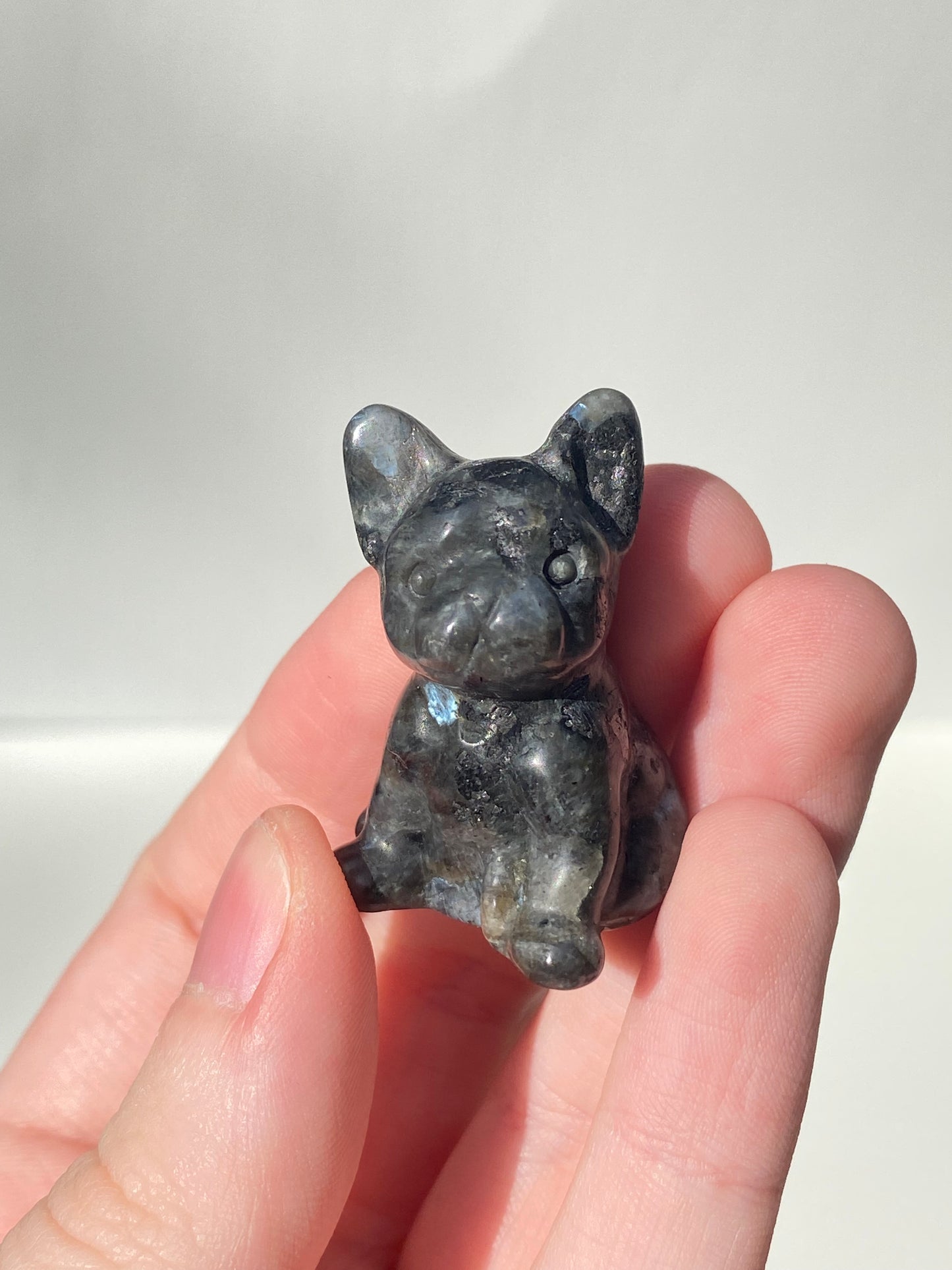 Mini French Bulldog