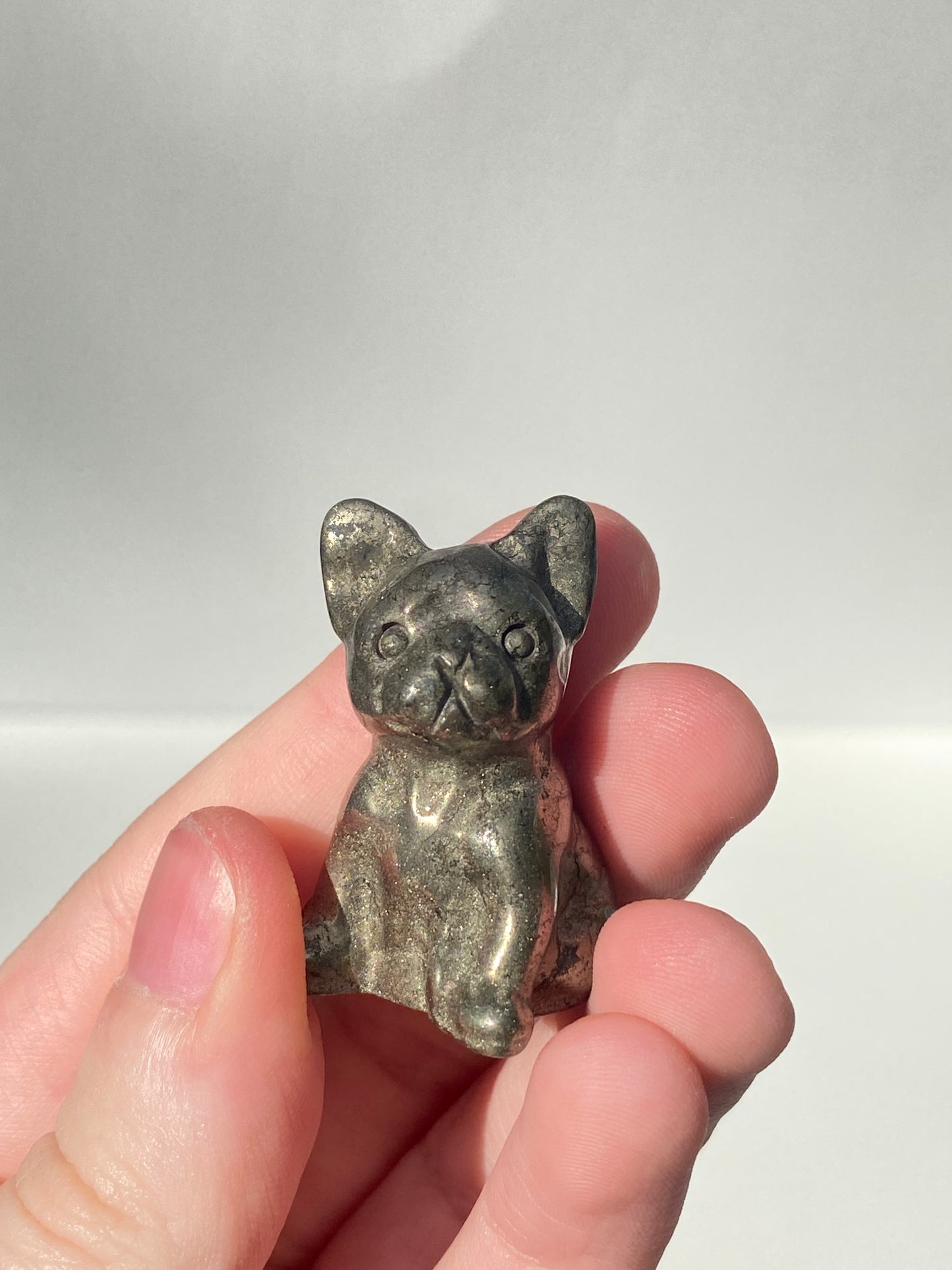 Mini French Bulldog